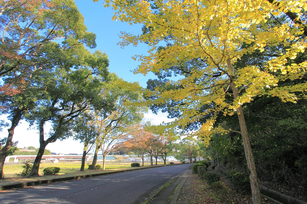 紅・黄・緑…色のバリエーションが豊富な、大学へと続く並木道-4