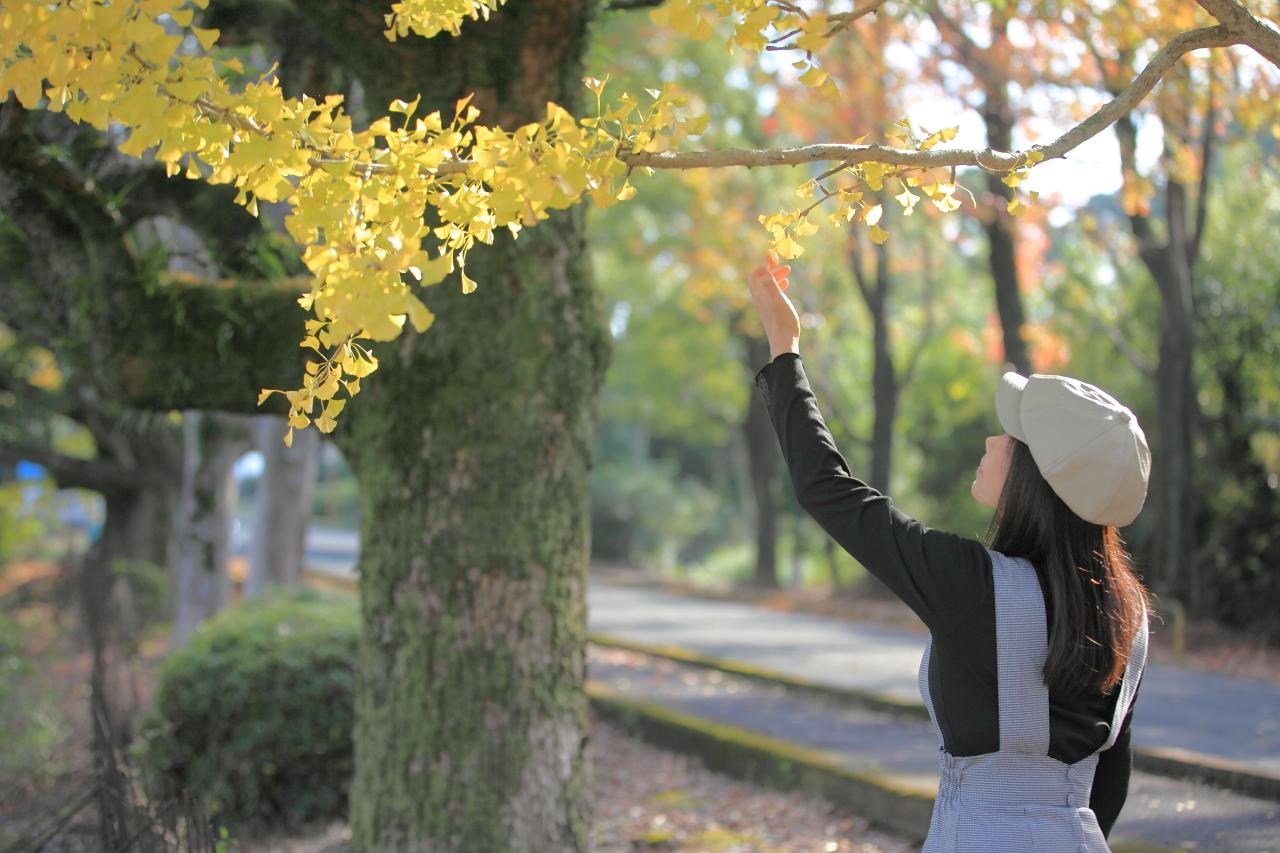 紅・黄・緑…色のバリエーションが豊富な、大学へと続く並木道-6