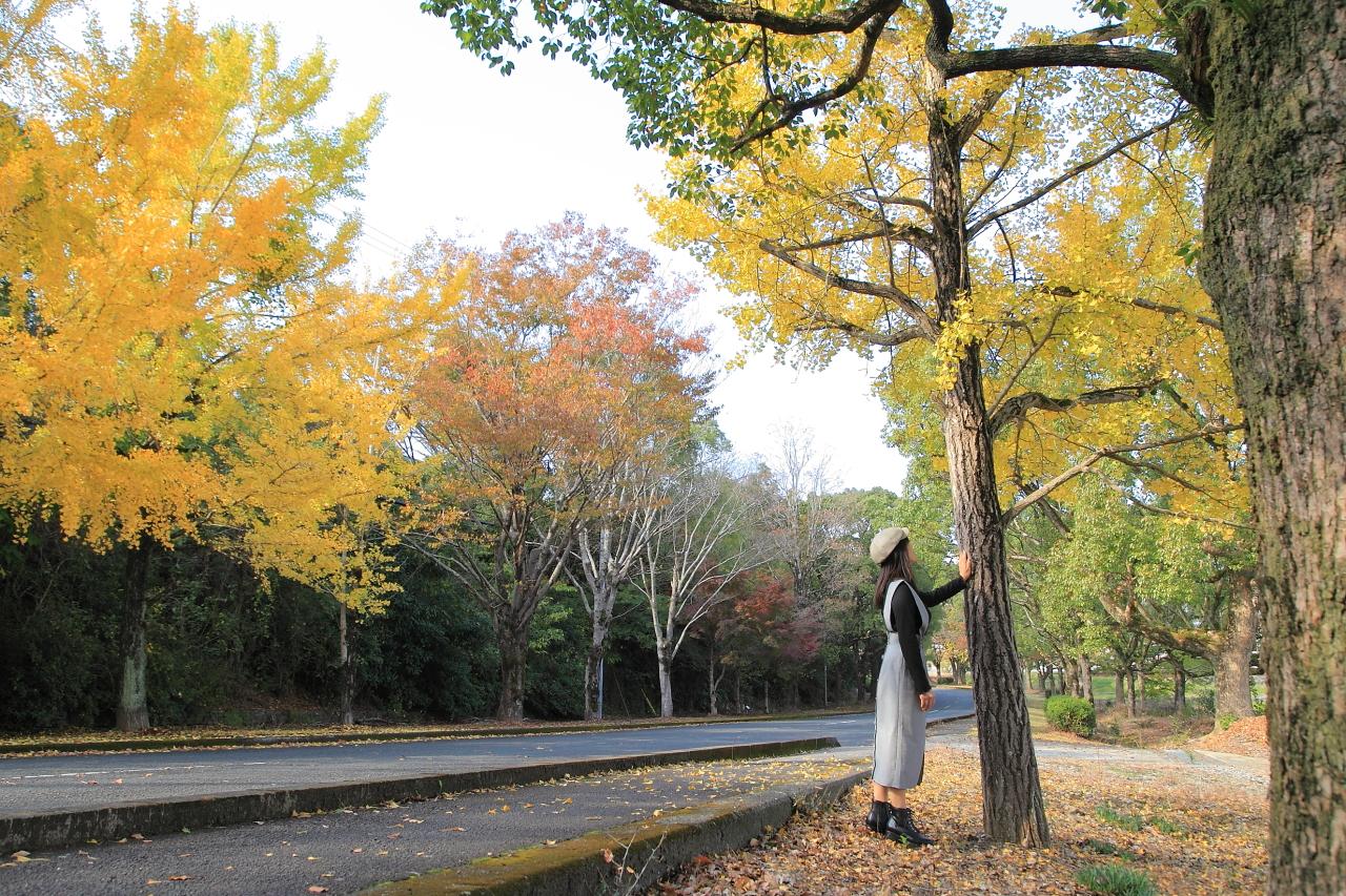 紅・黄・緑…色のバリエーションが豊富な、大学へと続く並木道-2