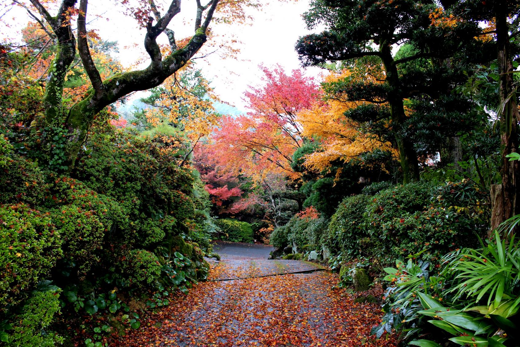 迎仙閣周辺の紅葉スポット-0