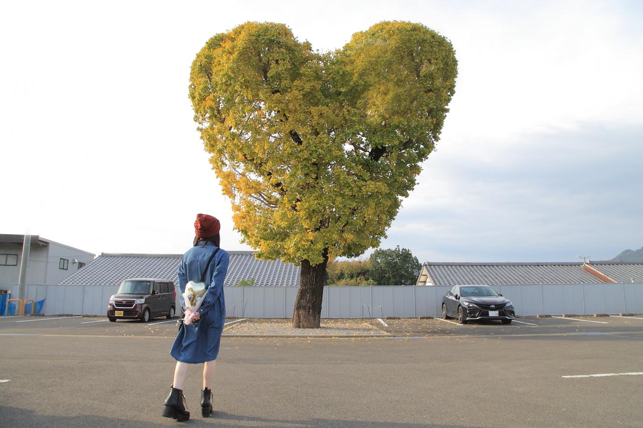 季節を問わず可愛い写真が撮れる「ハートの銀杏の木」-0