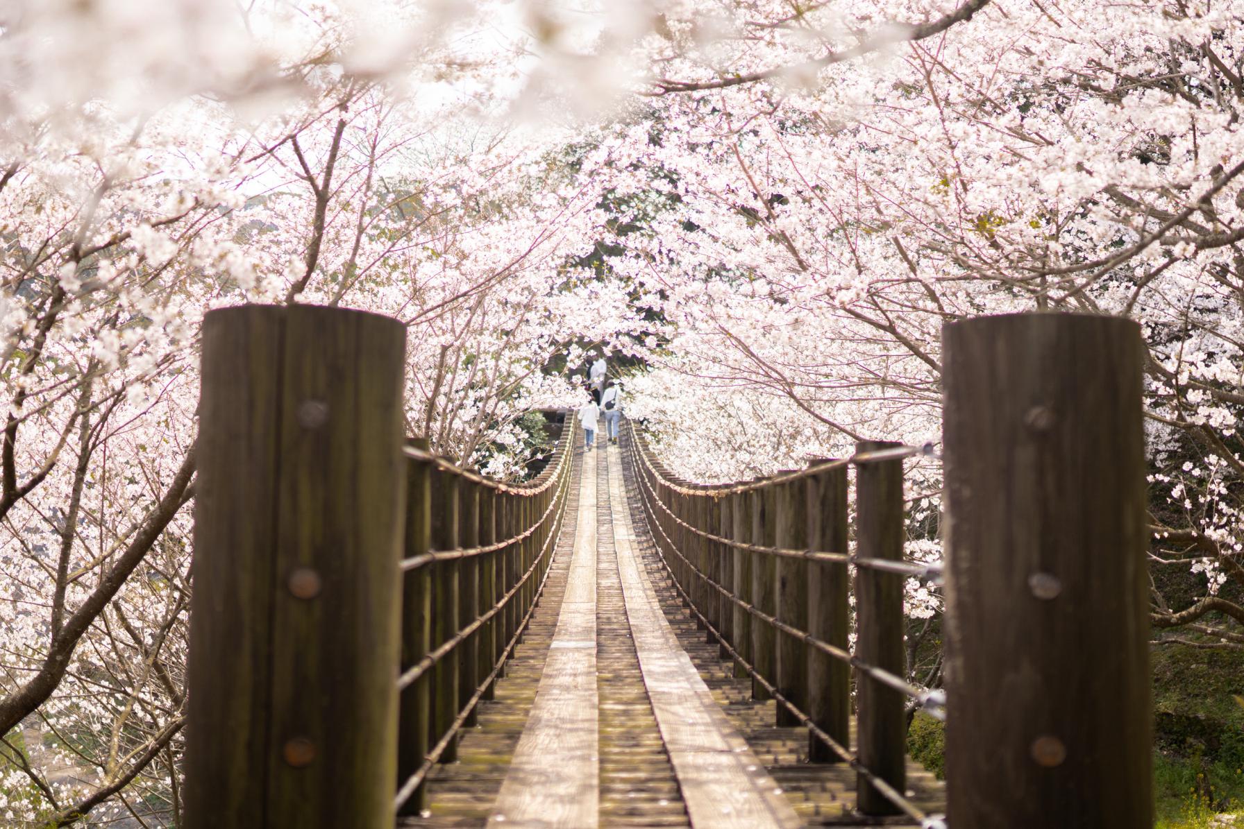 春のお楽しみ！桜のトンネル-0