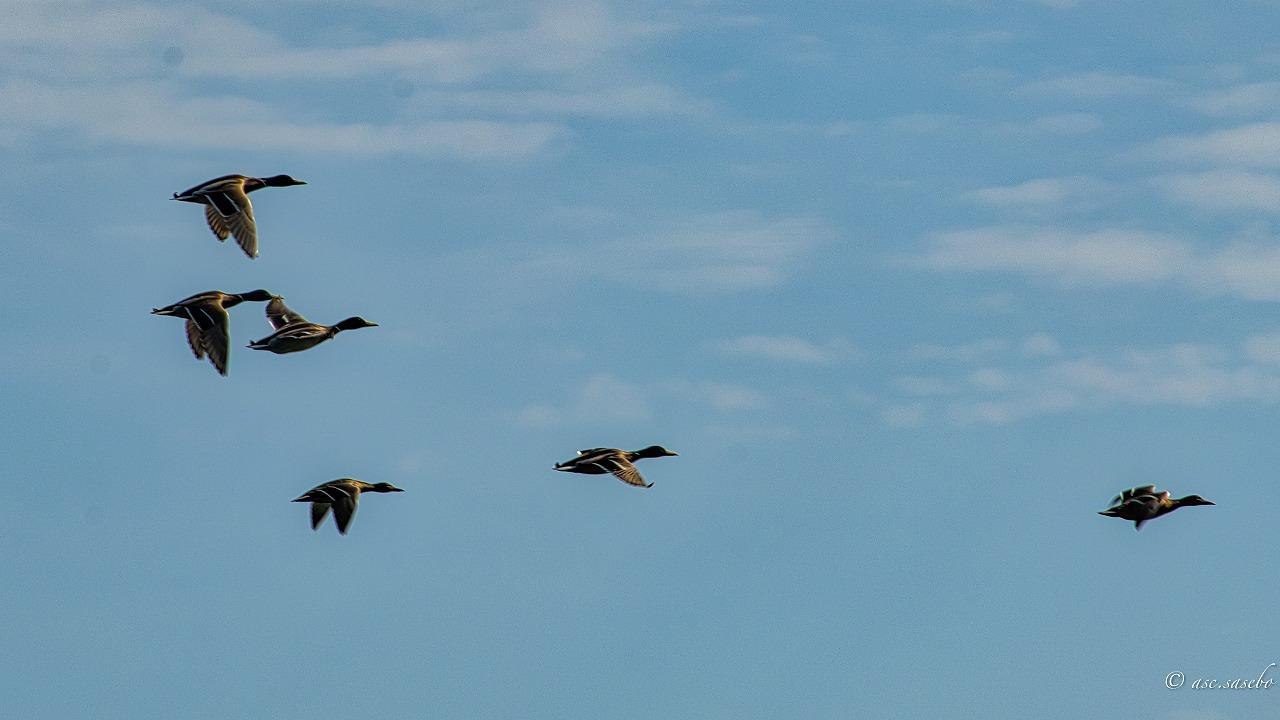 鳥居を目指して海岸沿いをひたすら歩きましょう-2