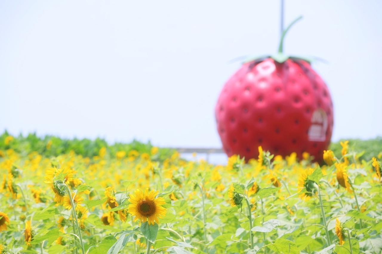 夏はひまわり-2