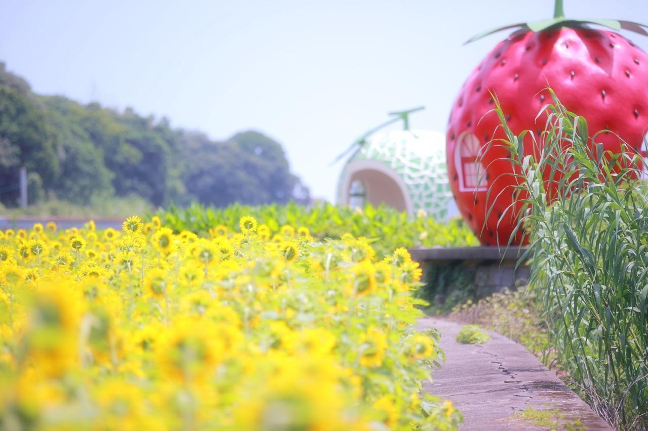 夏はひまわり-1