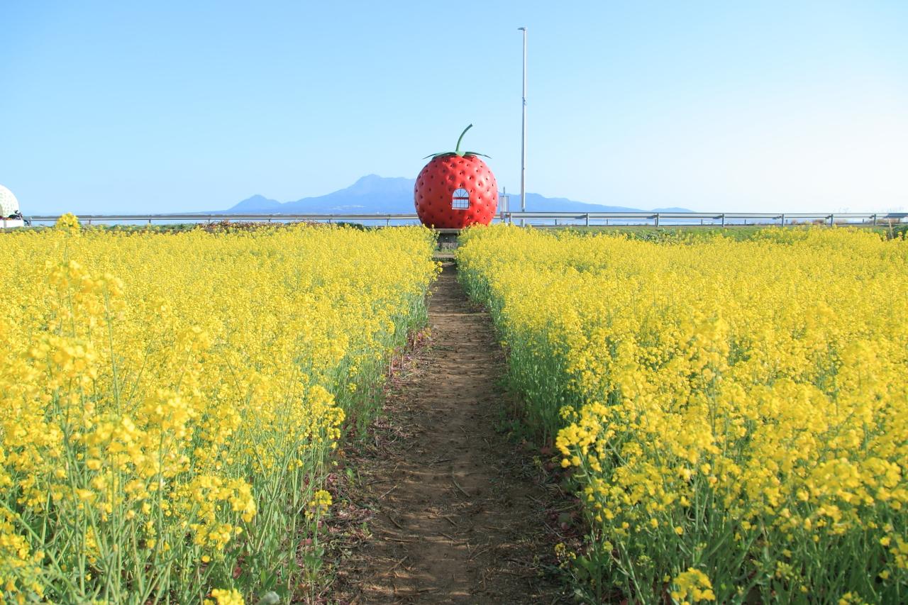 花に埋もれたような写真が撮れる「イチゴへの道」-1