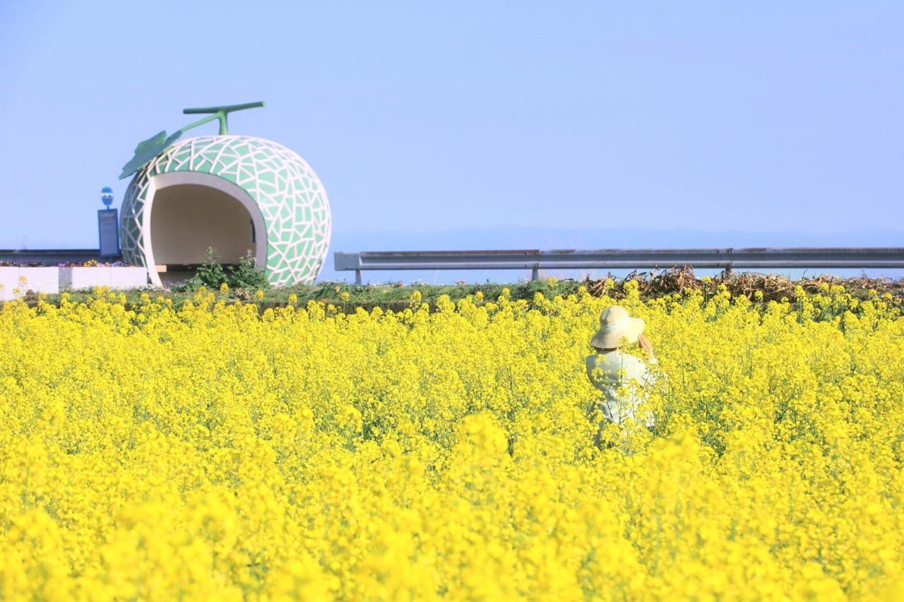 花に埋もれたような写真が撮れる「イチゴへの道」-2