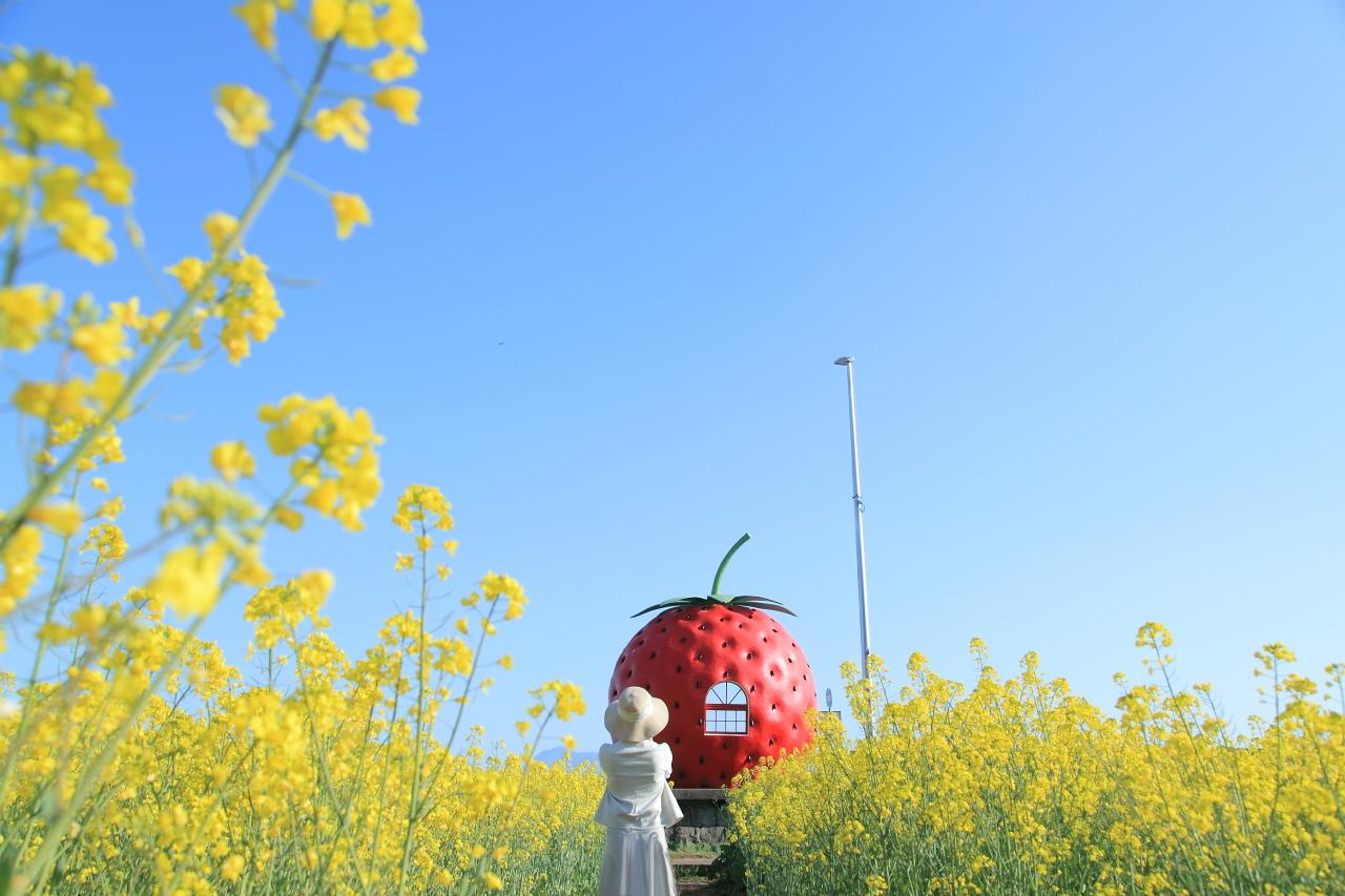 花に埋もれたような写真が撮れる「イチゴへの道」-0