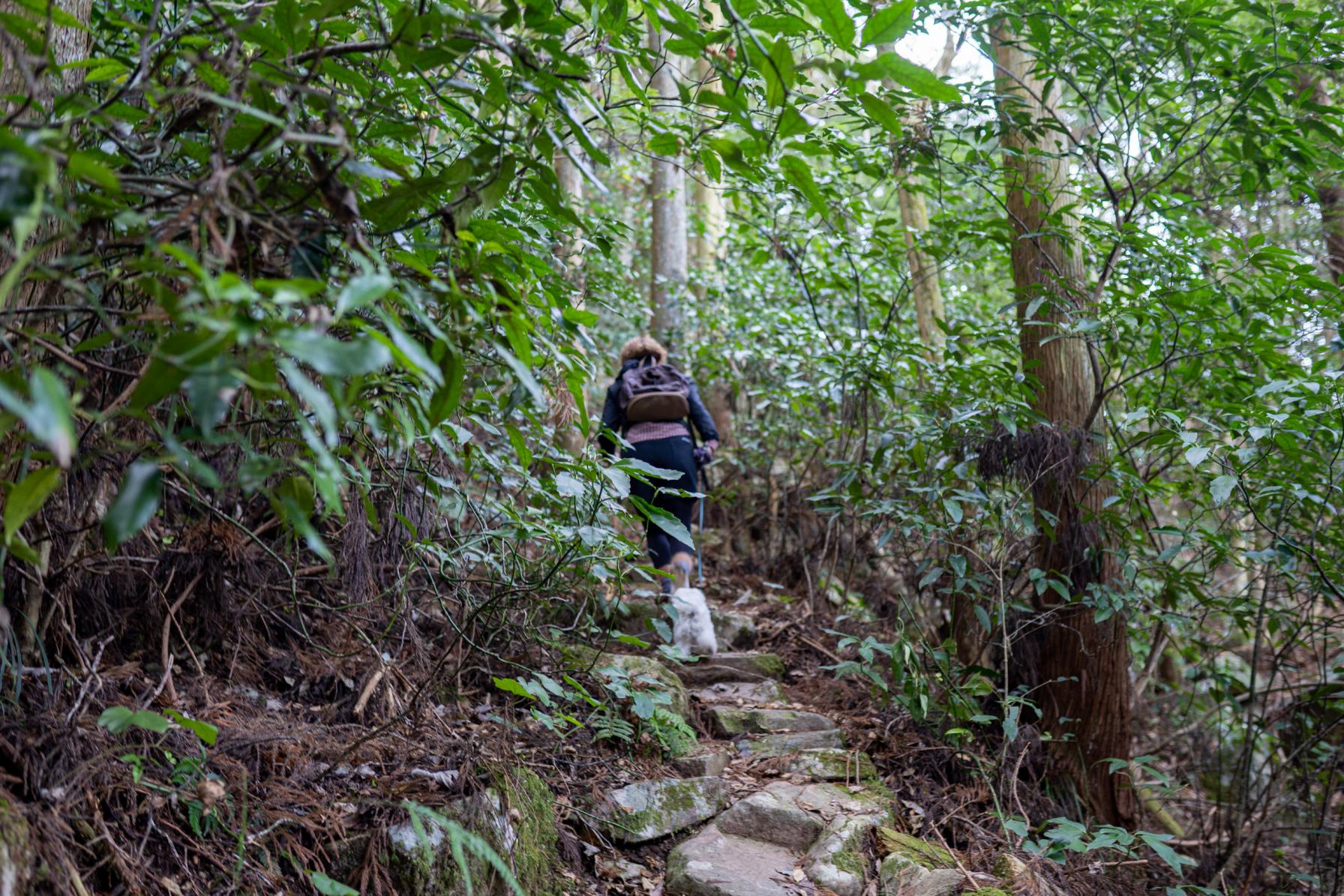 登り下りを繰り返しながら、着々と虚空蔵山・山頂へ！-2