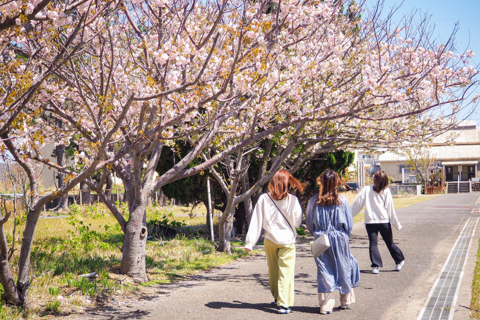 四季ごとに変化する島の景色を楽しむ-0