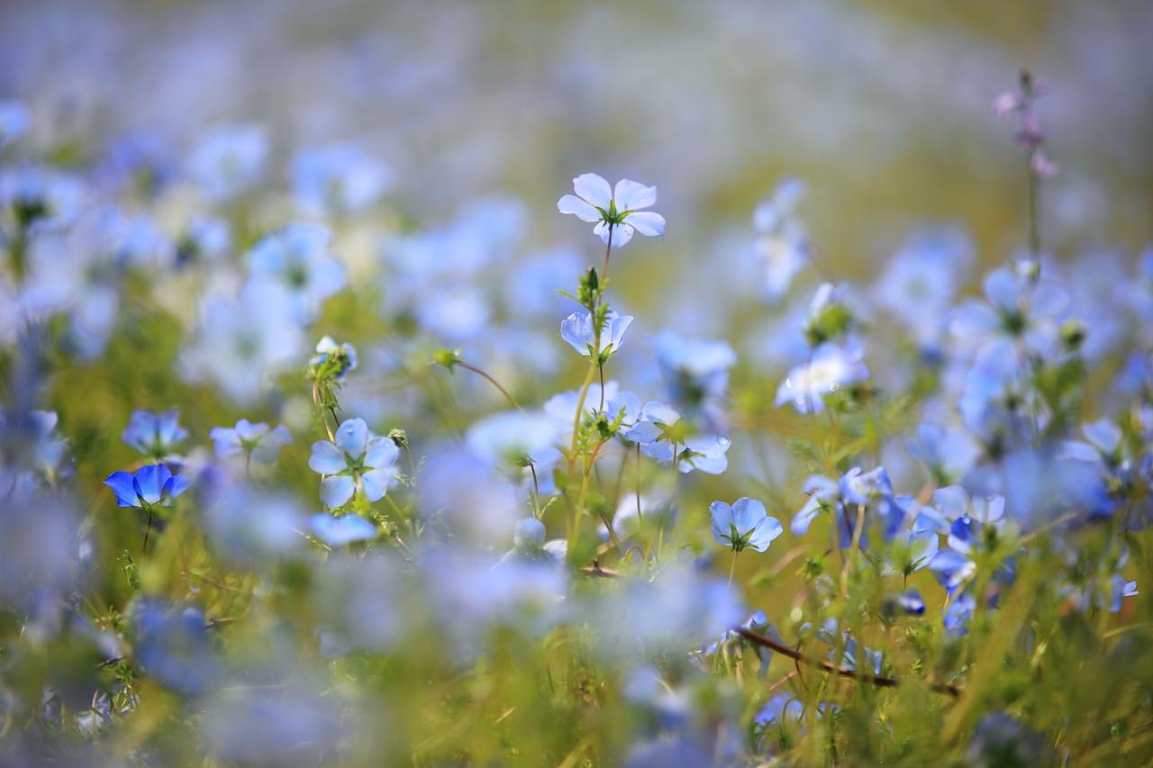 長崎にもある 絶景のネモフィラ畑 ツツジの名所 松本ツツジ園 色とりどりの花の楽園に感動 わたしがえらぶ長崎のお気に入り Tabi Note 公式 長崎観光 旅行ポータルサイト ながさき旅ネット