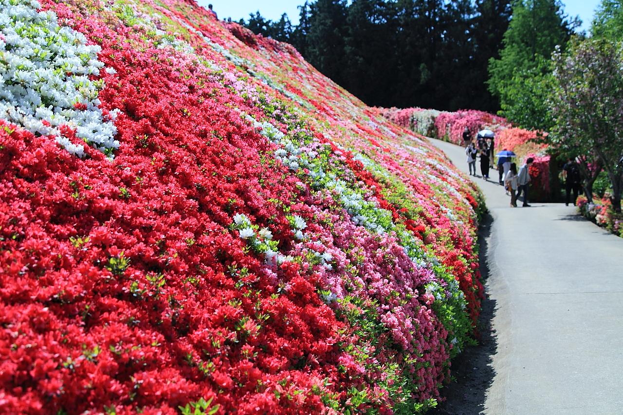 色とりどりの花が織りなすツツジの壁-1