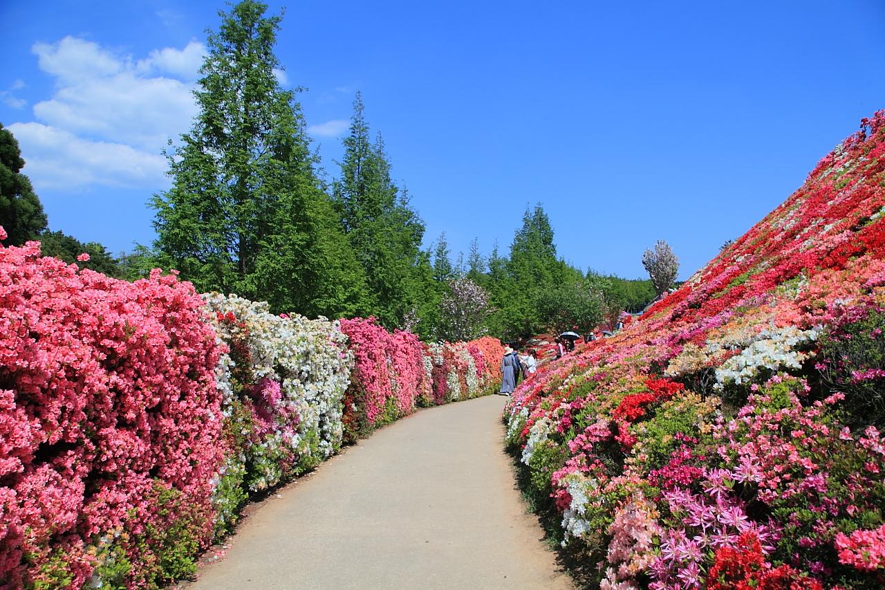 色とりどりの花が織りなすツツジの壁-0