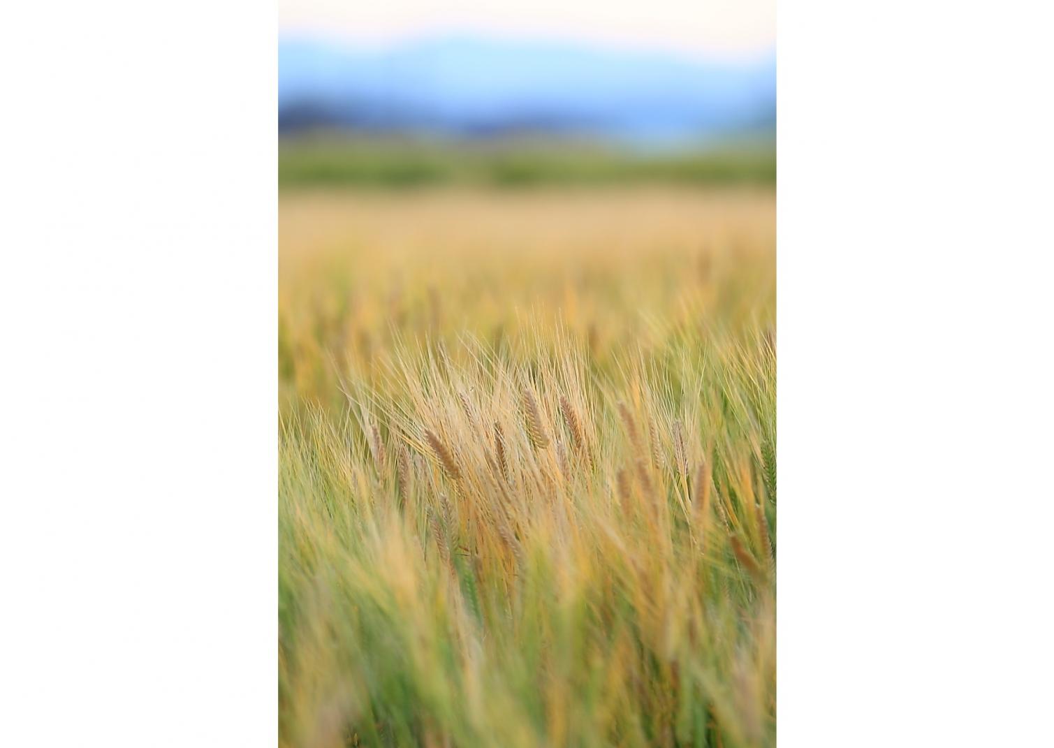 前面堤防公園の周辺は諫早の穀倉地帯…諫早の平野の麦畑も絵になる風景-4