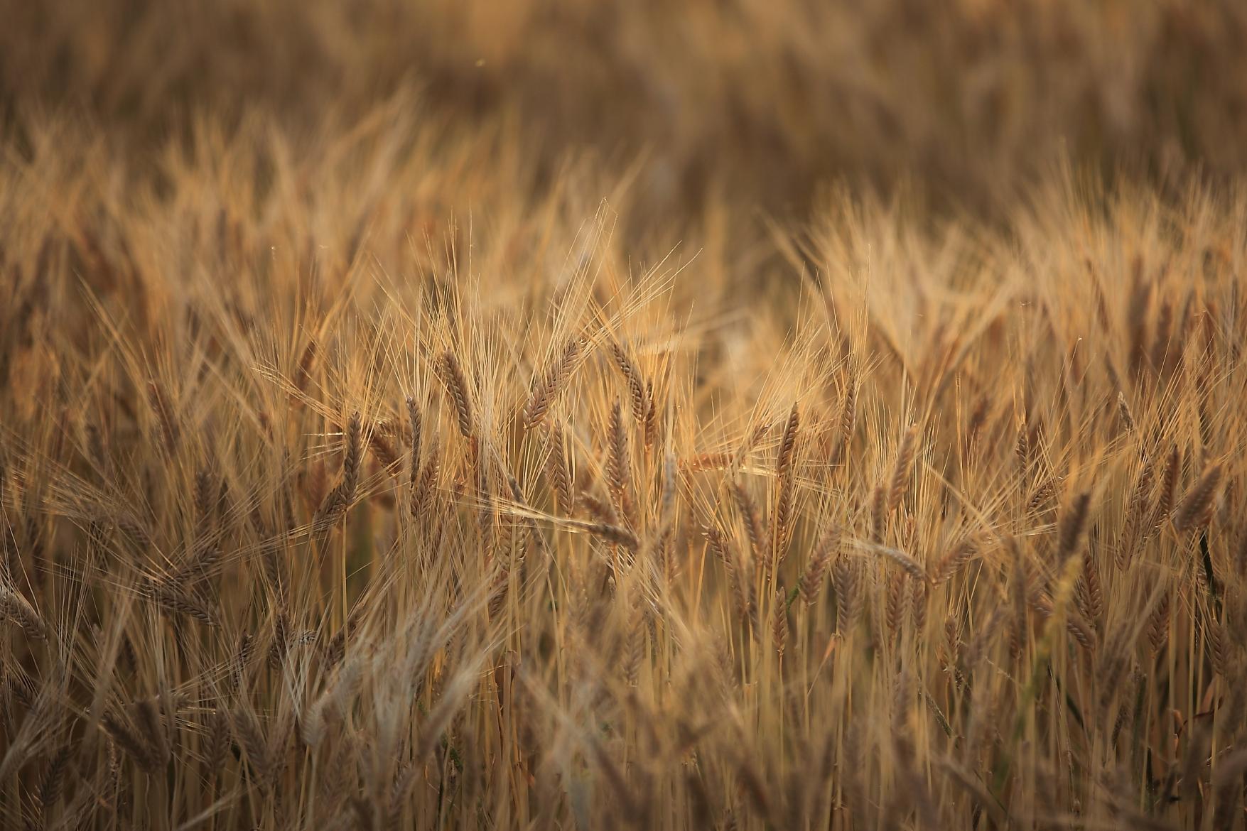 前面堤防公園の周辺は諫早の穀倉地帯…諫早の平野の麦畑も絵になる風景-3