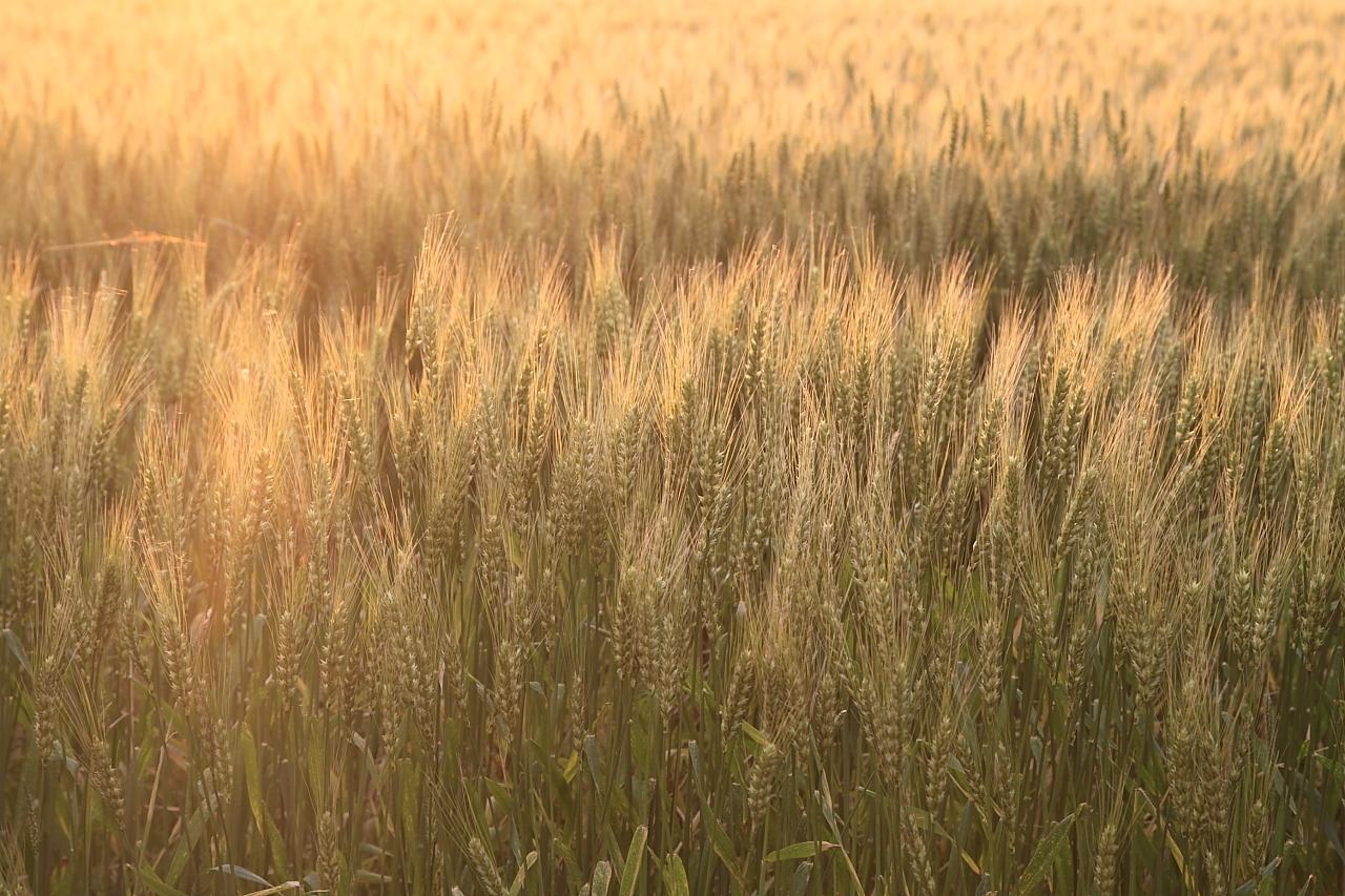 前面堤防公園の周辺は諫早の穀倉地帯…諫早の平野の麦畑も絵になる風景-0