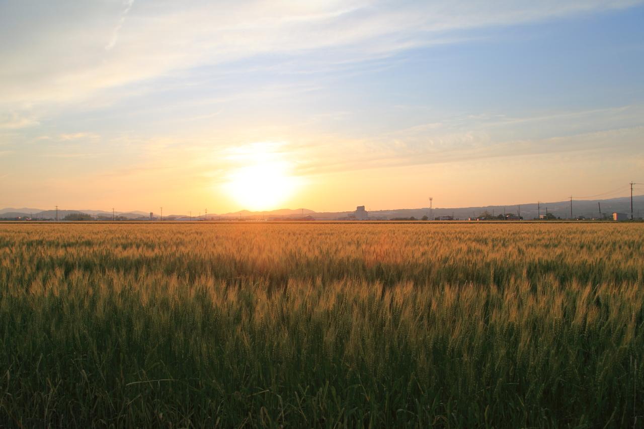 前面堤防公園の周辺は諫早の穀倉地帯…諫早の平野の麦畑も絵になる風景-1