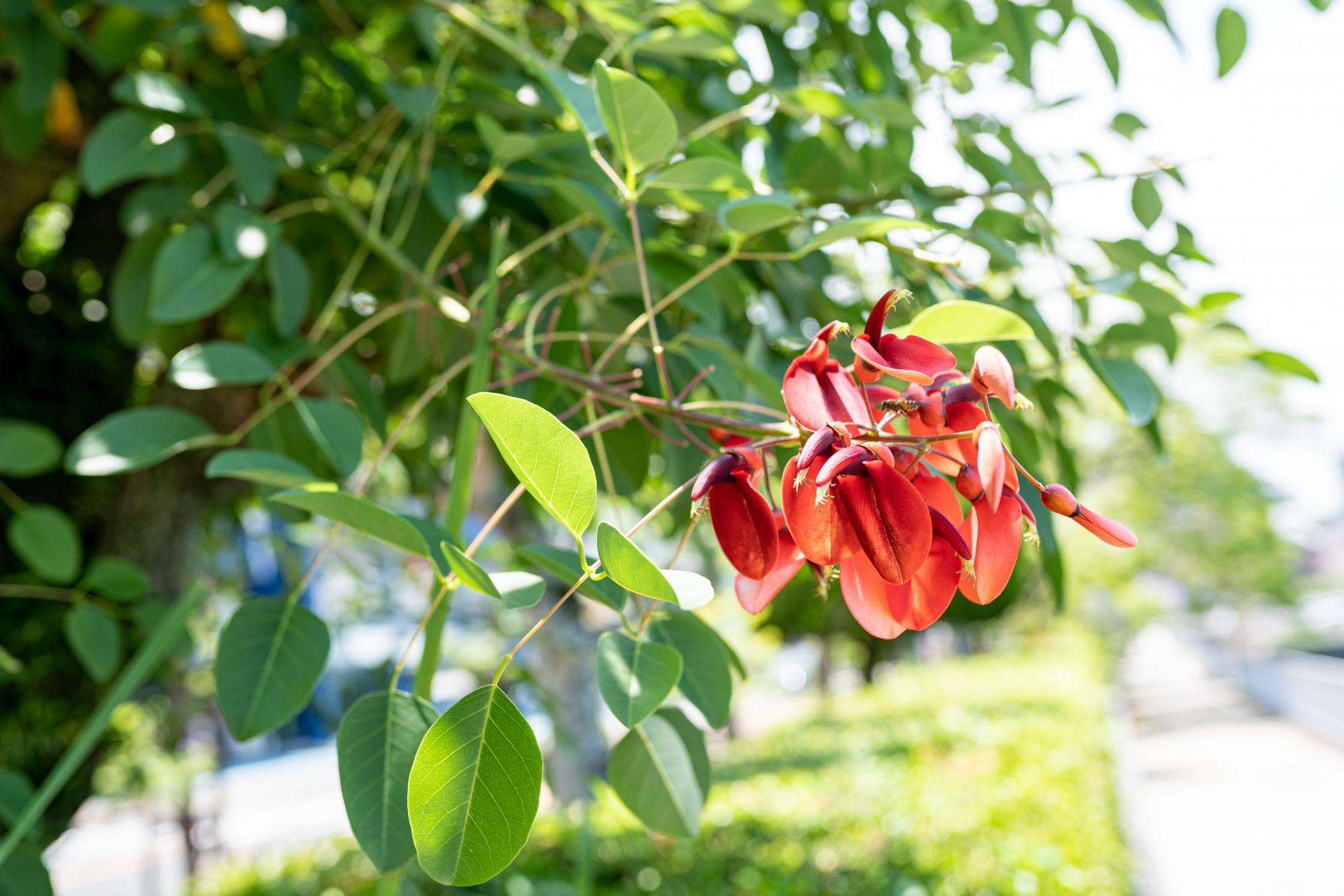 〈余談〉カマサキ流！小浜温泉街、ジャカランダの花以外の楽しみ方をご紹介！-6