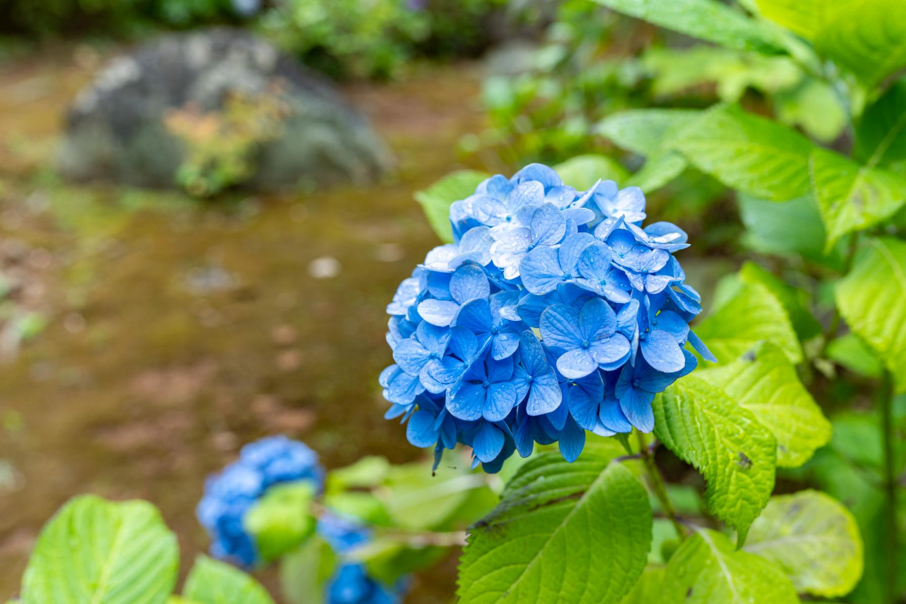 紫陽花寺「西福寺」の本領は裏山にあり！じっくり散策がおすすめ-1