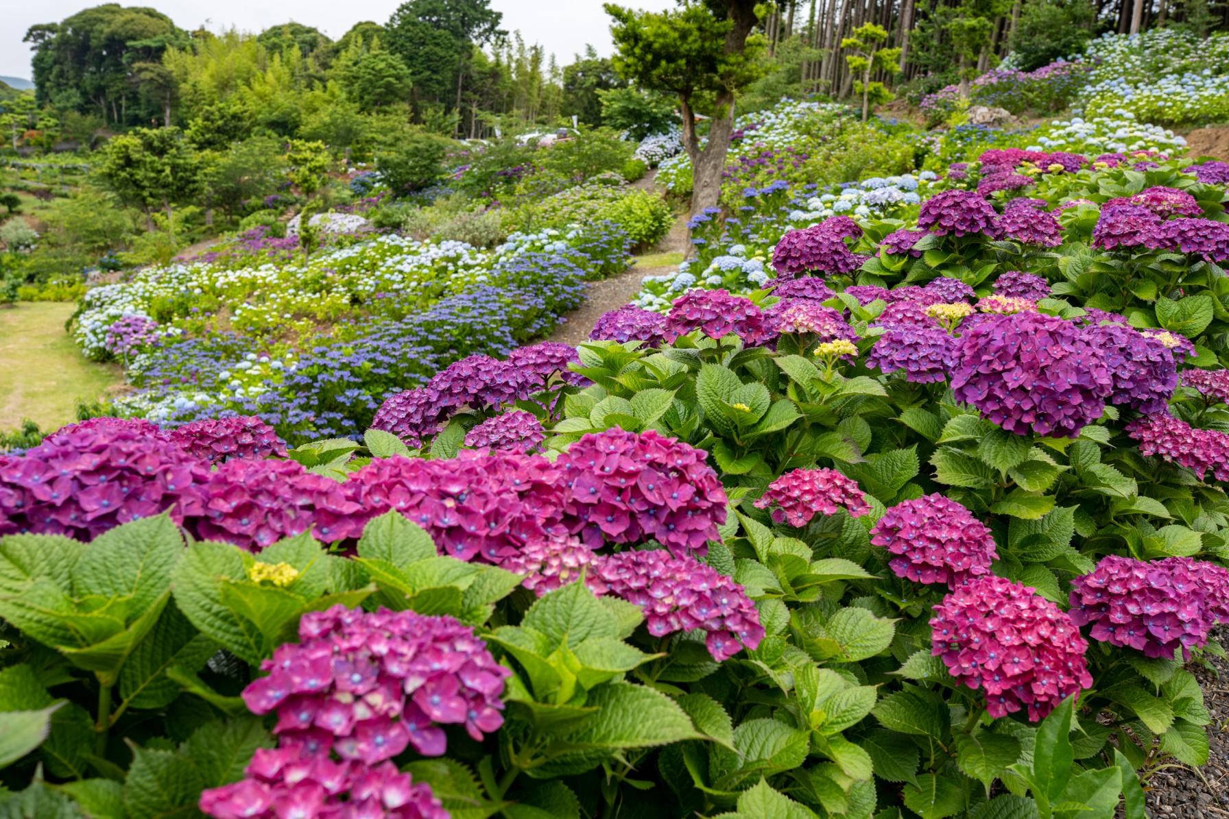 【壱岐紫陽花スポット②】壱岐あじさいパークにやってきた！-1