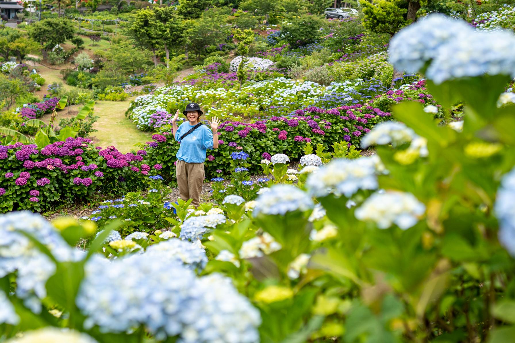 【壱岐紫陽花スポット②】壱岐あじさいパークにやってきた！-0