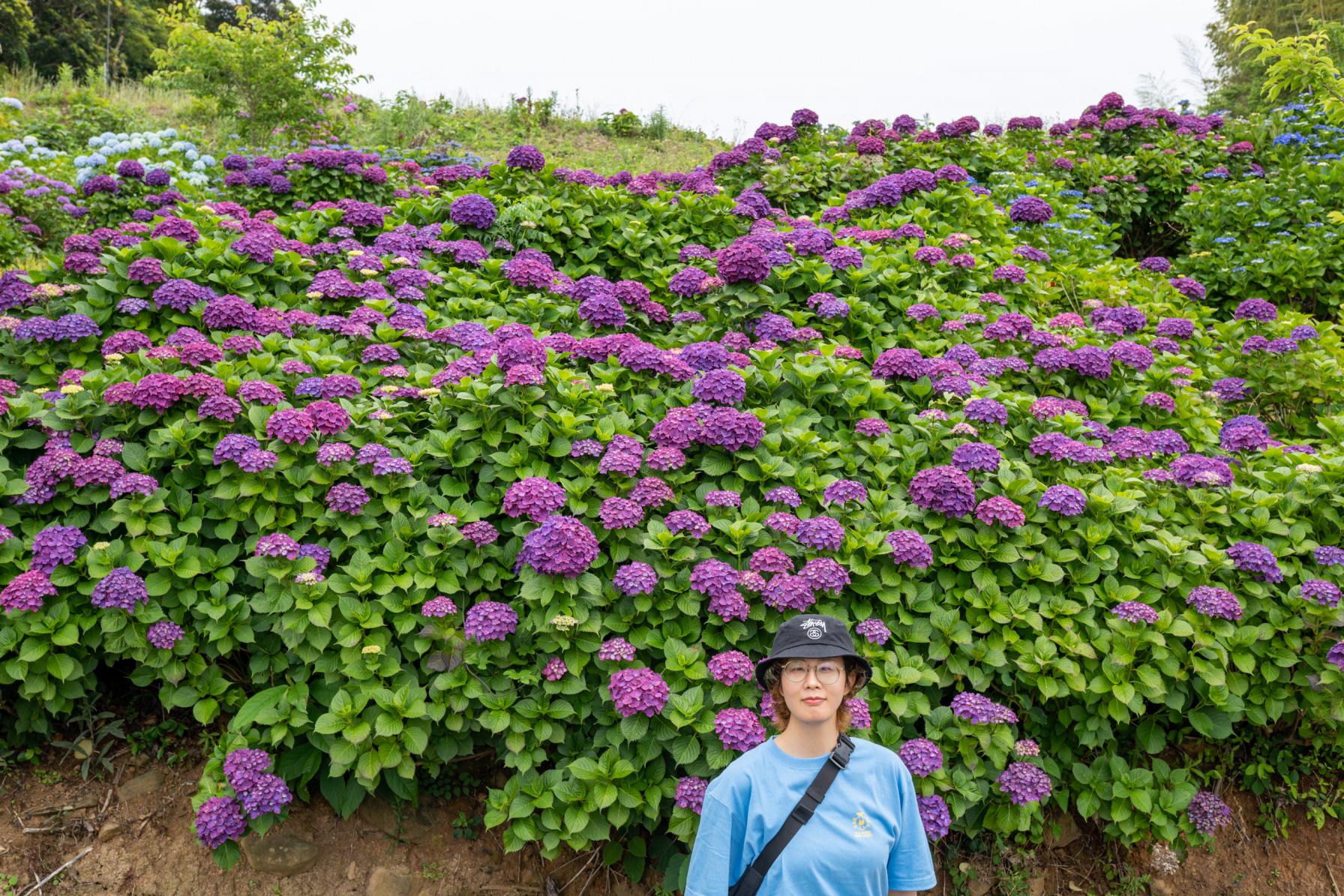 ポトレ勢にはたまらん！モリモリの紫陽花に埋まる写真を！-0