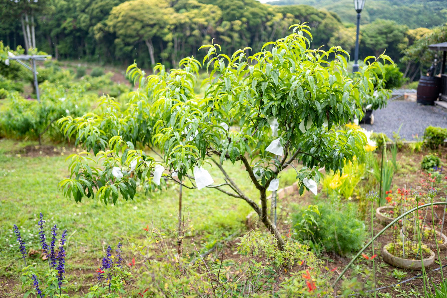 紫陽花以外の楽しみも！季節のフルーツ狩りができる！-1