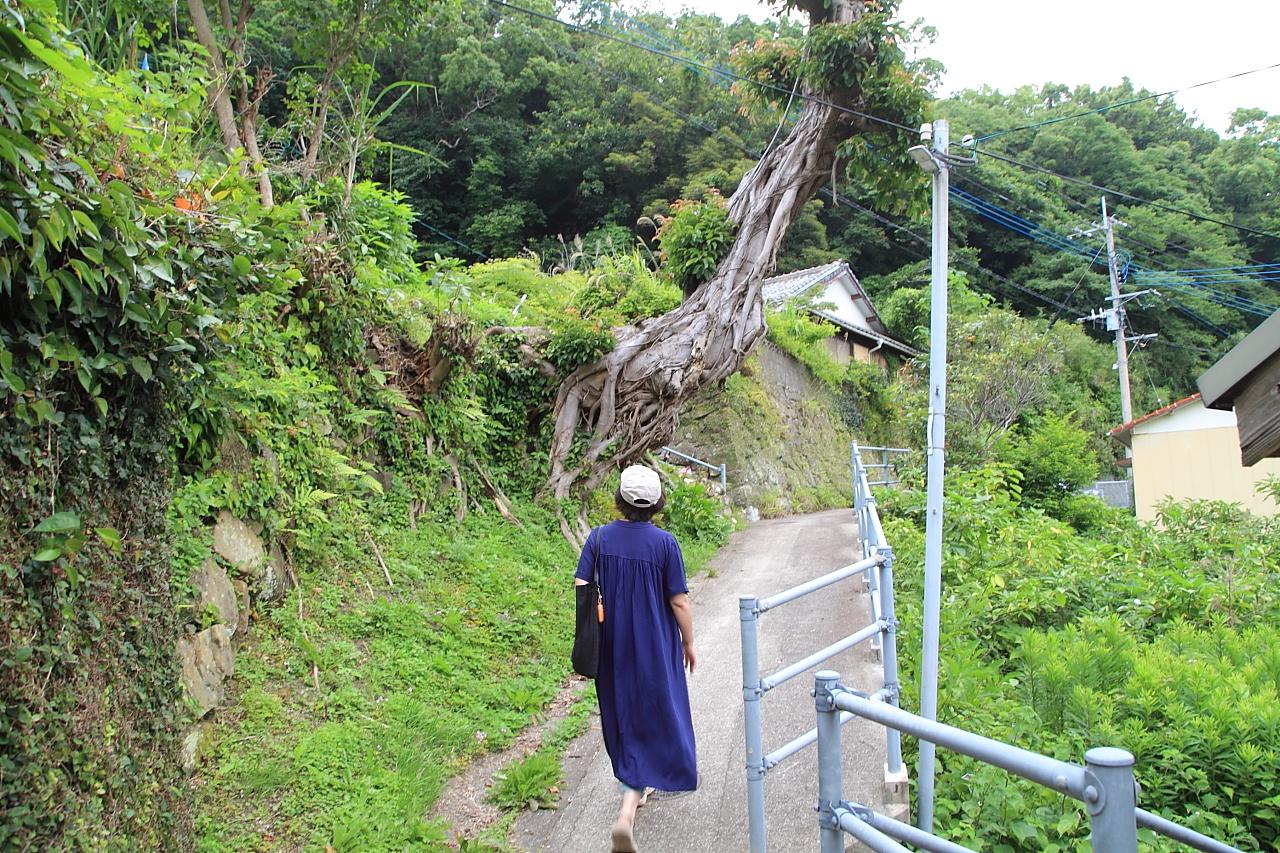 【アコウの木】大明寺教会近くに佇む巨木-2