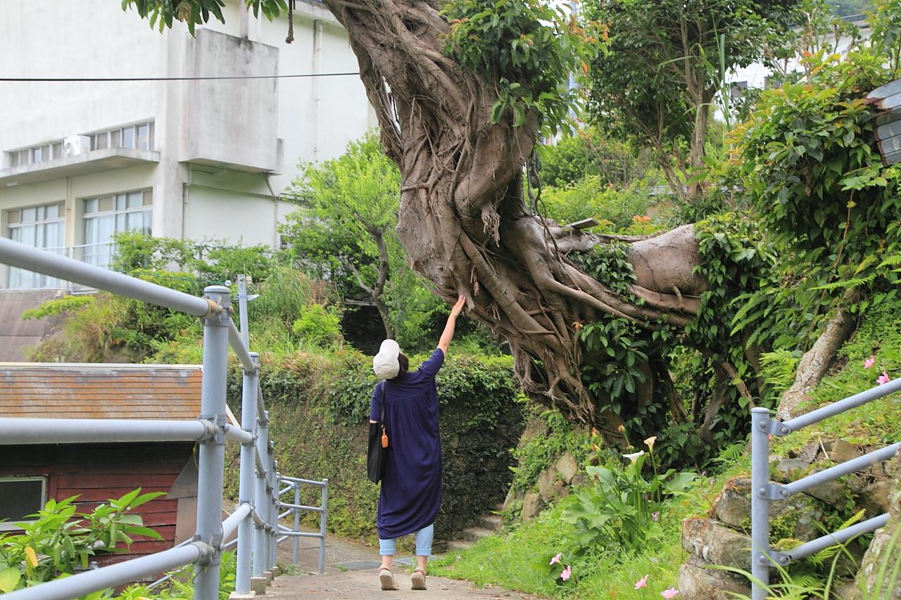【アコウの木】大明寺教会近くに佇む巨木-1