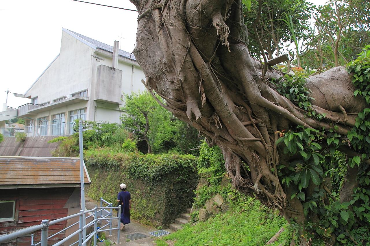 【アコウの木】大明寺教会近くに佇む巨木-0