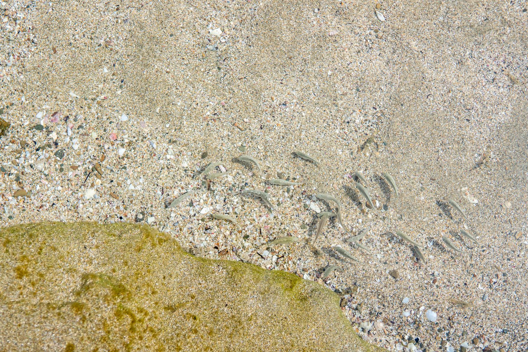 驚きのクリア度は、まるでモルディブ！辰ノ島海水浴場-2