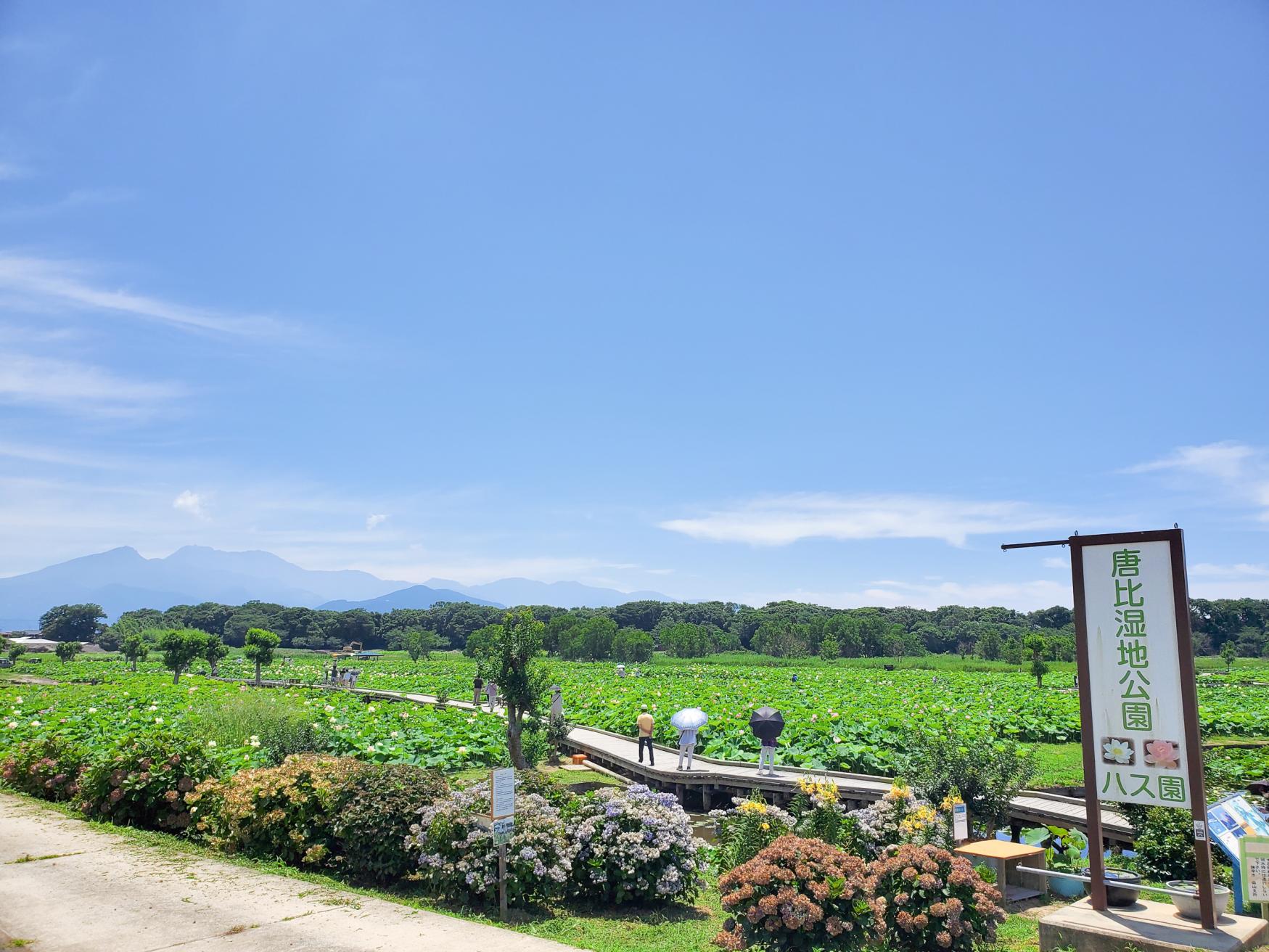 蓮の花だけではない！自然の宝庫、唐比湿地公園-0