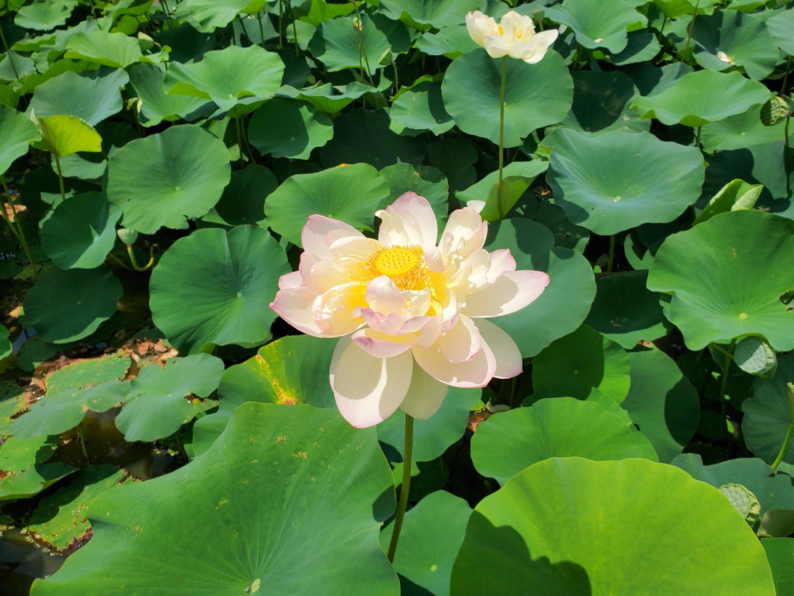 午後も咲いたままの花は散りゆくさだめ-0