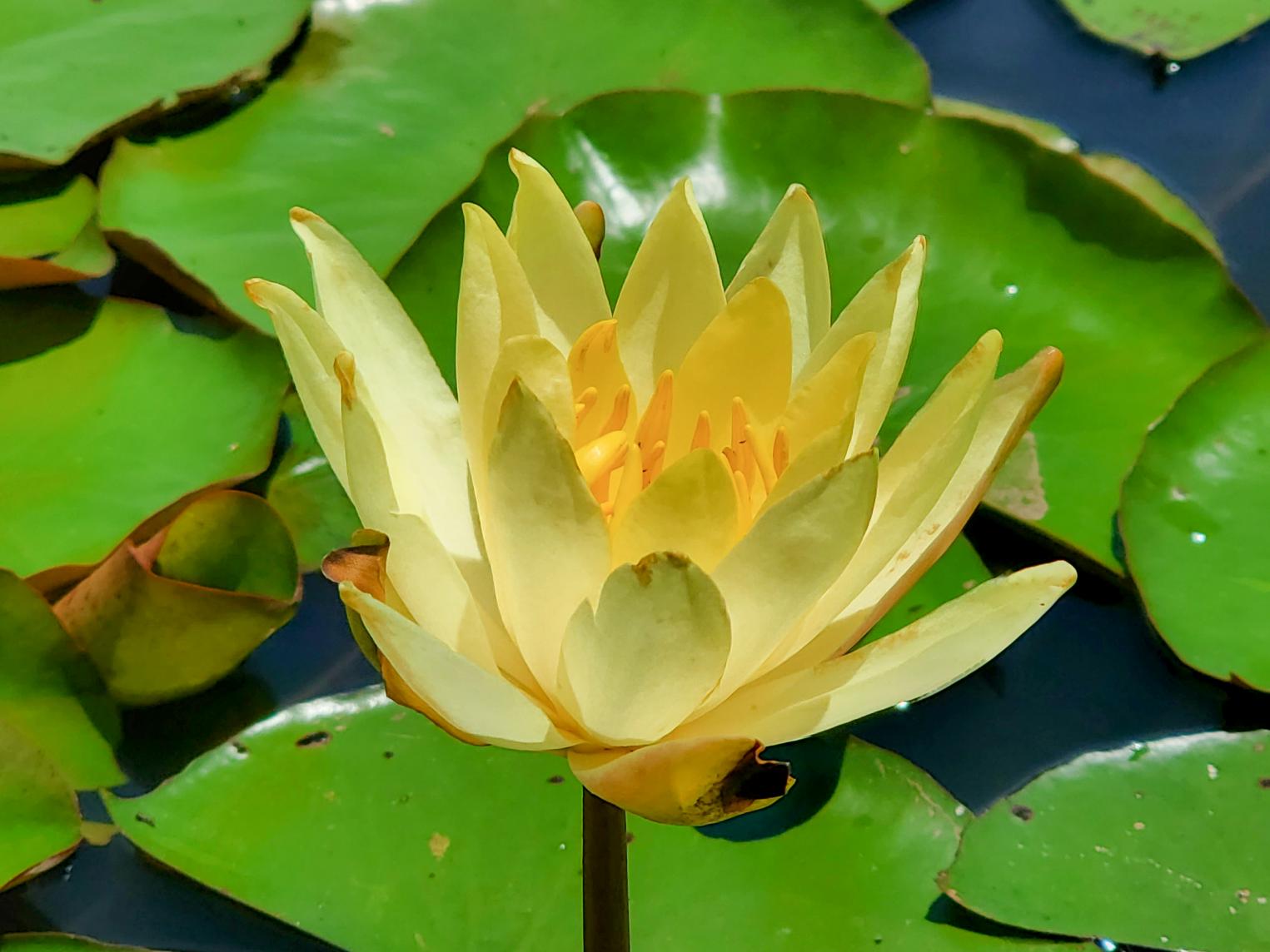 九州最大級 夏の花 蓮 睡蓮 の名所 唐比ハス園 名物 幻のれんこん を食べられるお店もご紹介 わたしがえらぶ長崎のお気に入り Tabi Note 公式 長崎観光 旅行ポータルサイト ながさき旅ネット