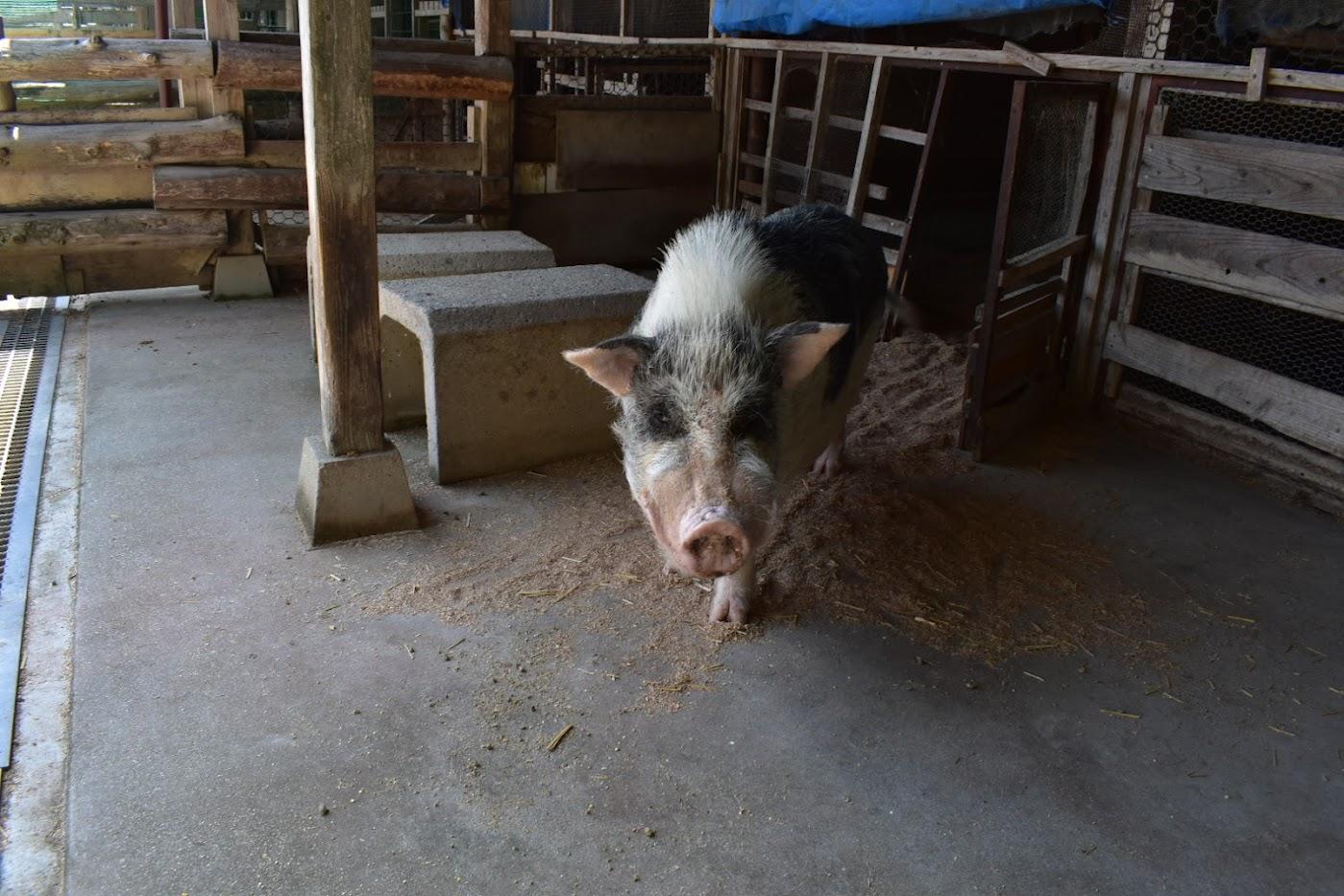 小動物園でドキドキの体験を！-2