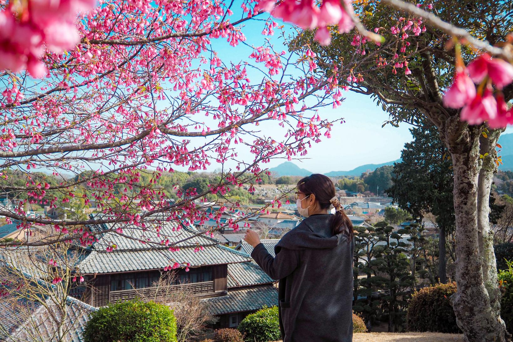 2月が見ごろ！緋寒桜の名所-0