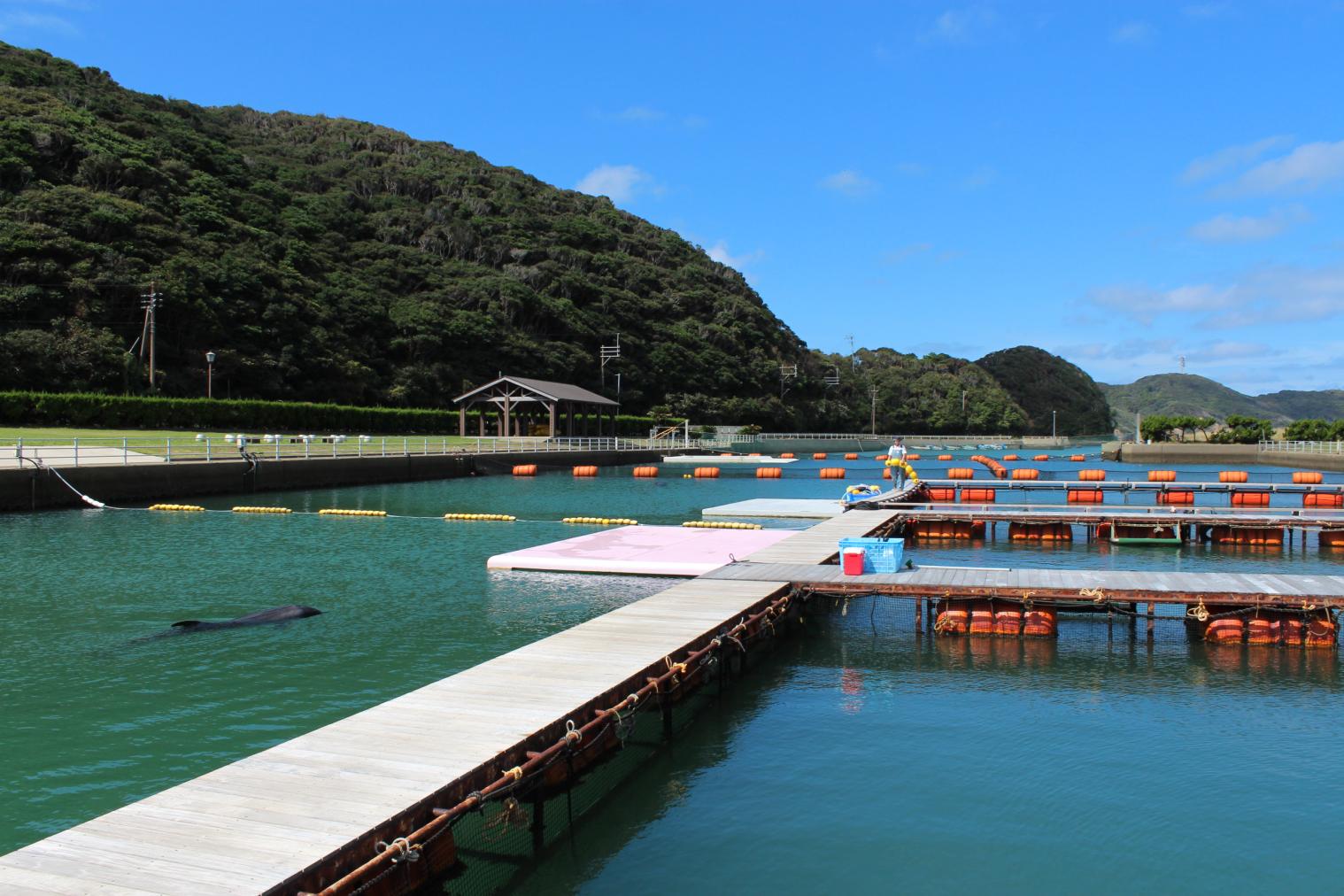 長崎県の離島・壱岐には、イルカとふれあえる施設があるんです！-0