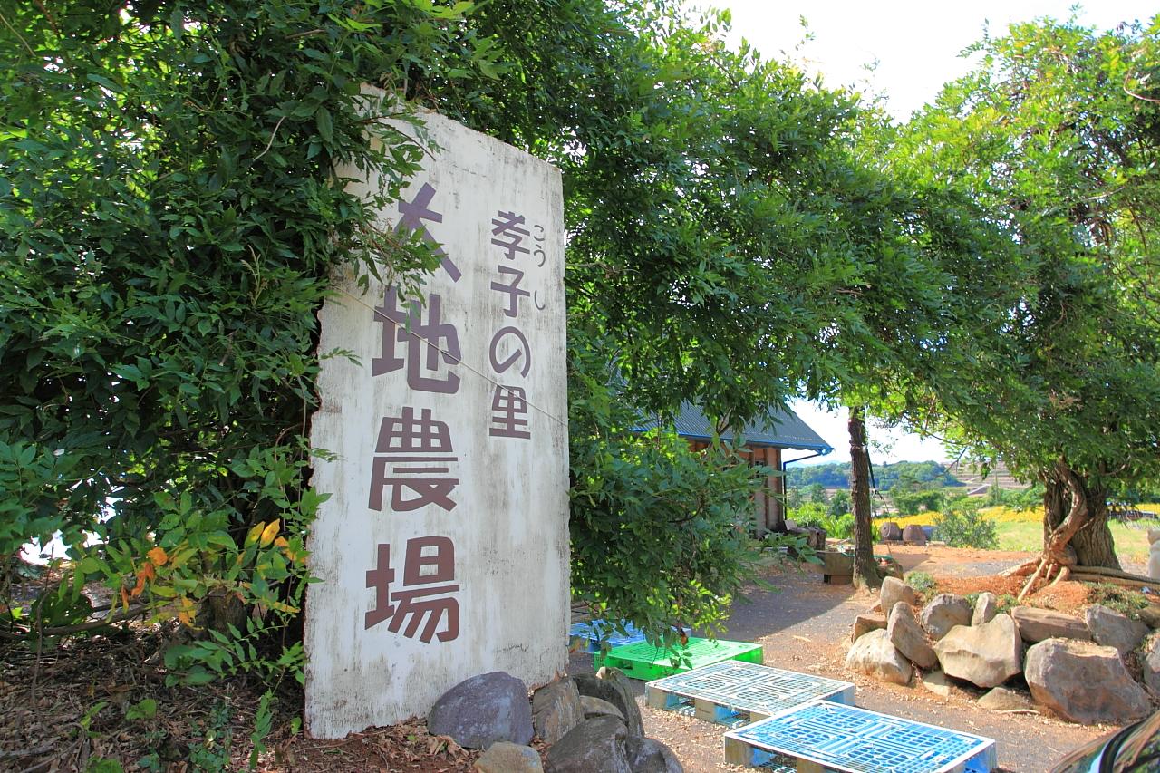 海とひまわりのコラボが素敵！【孝子の里（こうしのさと）大地農場】-1