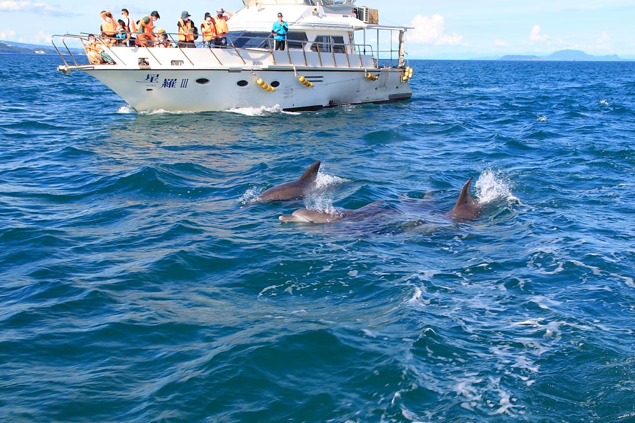 海の真っ只中で野生のイルカに出会えた時の感動は忘れられません-1