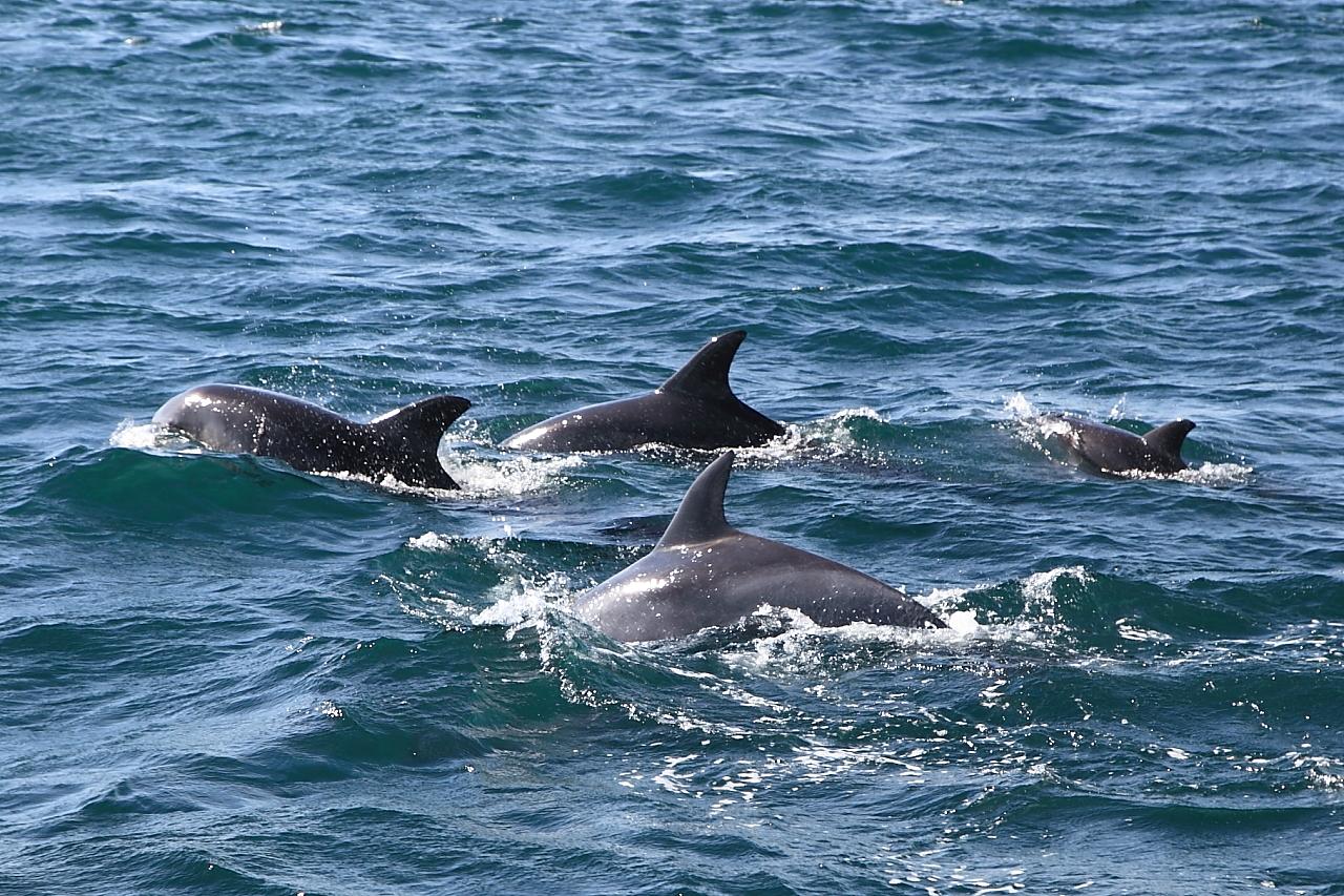 海の真っ只中で野生のイルカに出会えた時の感動は忘れられません-0