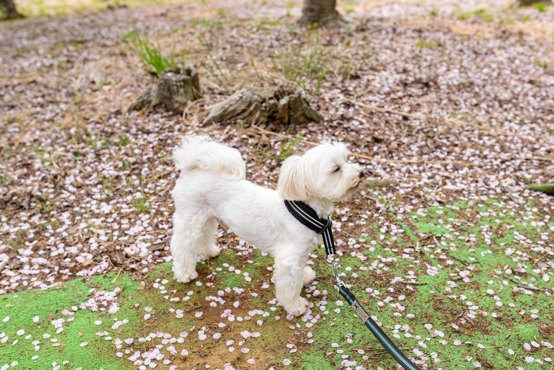 んんん？？こんなところに公園が？？？-0