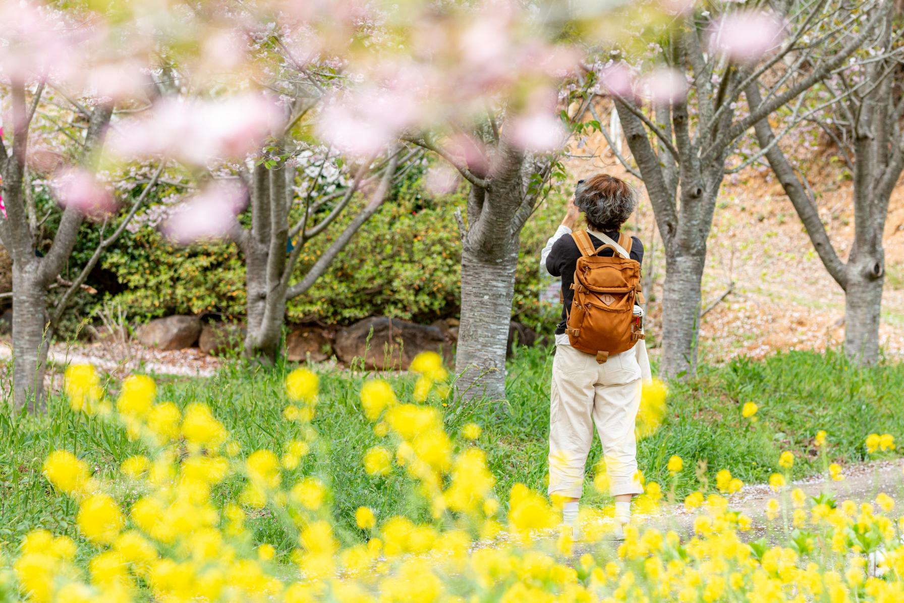 さてさて、鈴田千本桜公園の桜の時期は…-1