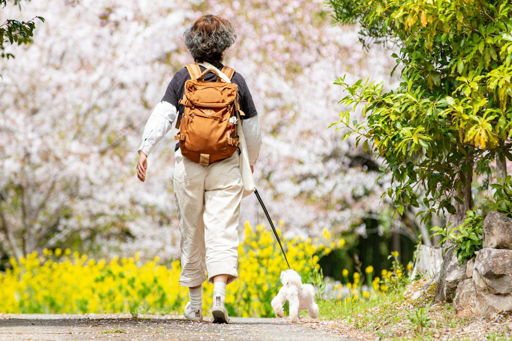 さてさて、鈴田千本桜公園の桜の時期は…-0