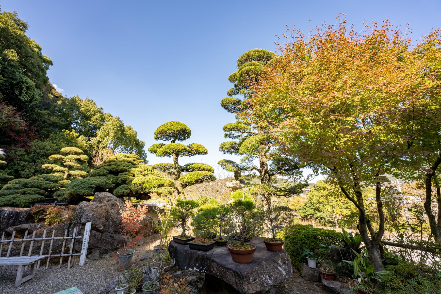 植木センターのお庭も見逃せない！-2