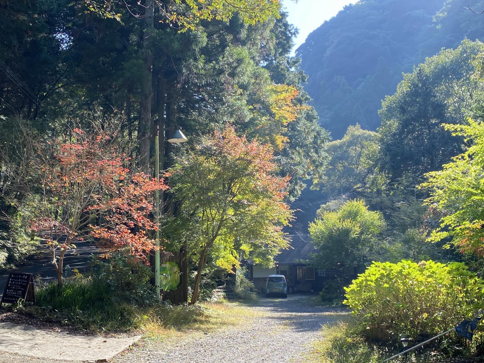 自然の中のカフェ-0