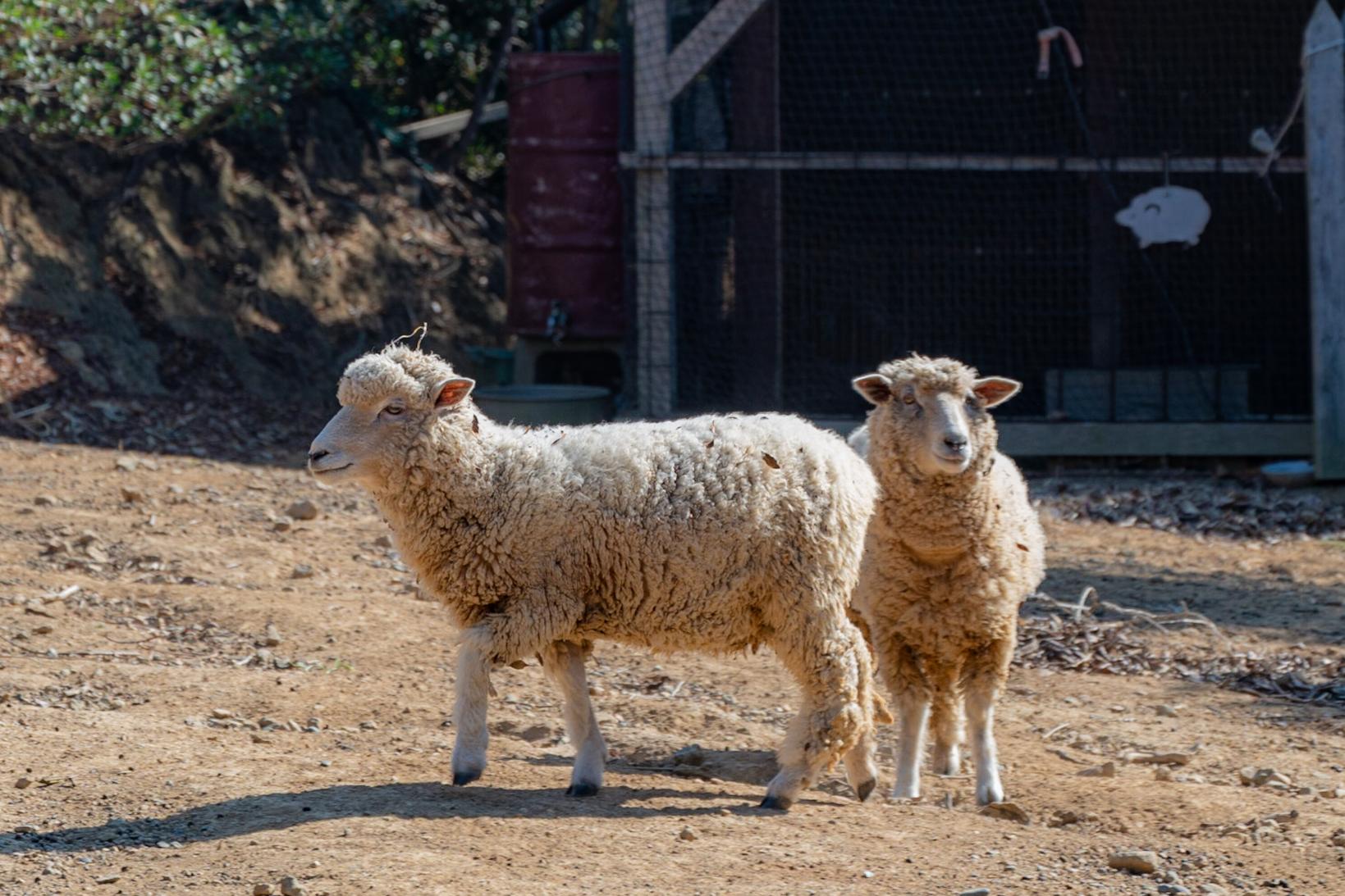 11:00　ひつじの牧場で、可愛い羊たちと触れ合おう！-1