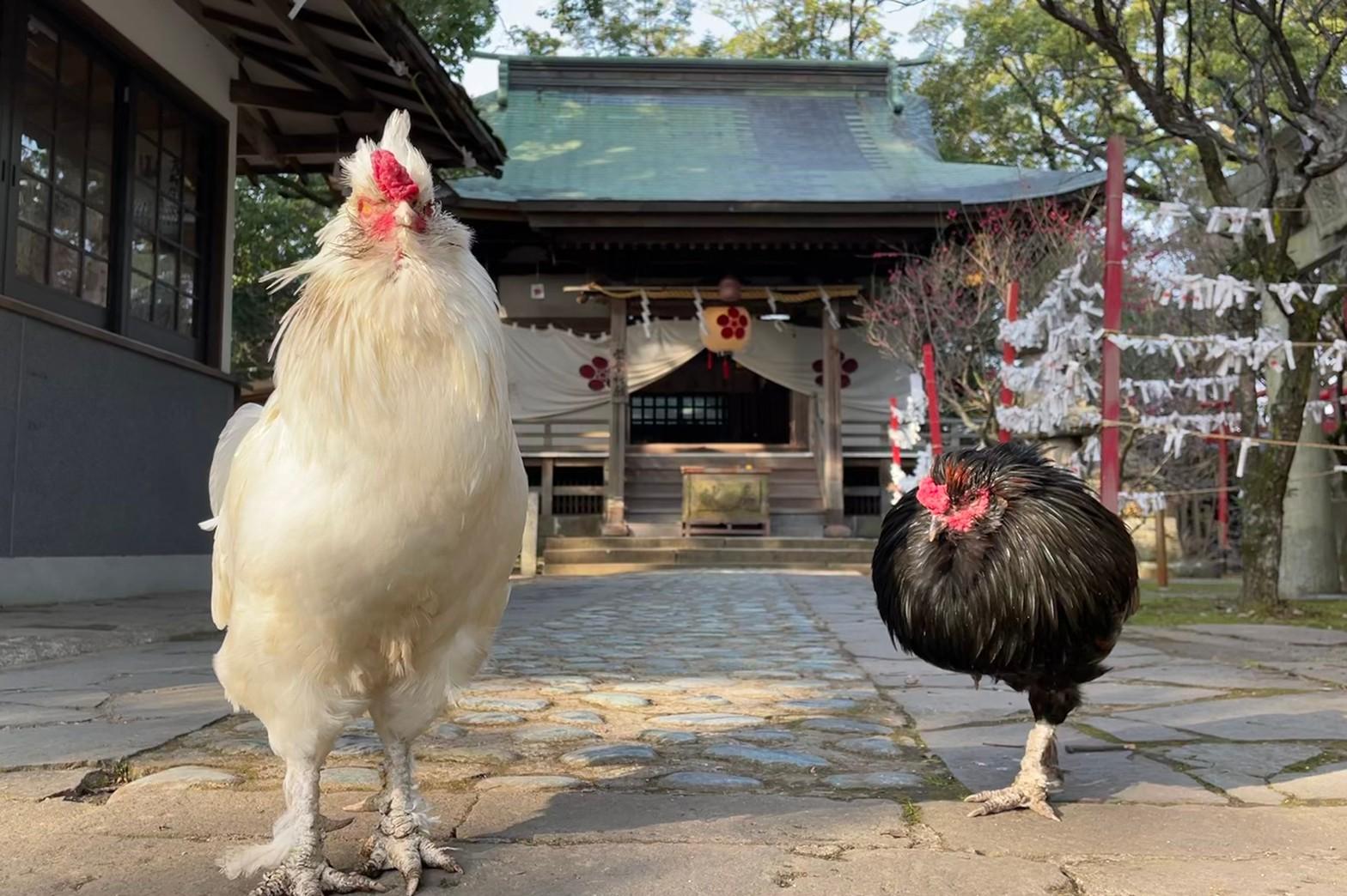 飛躍するニワトリ？神社に暮らす生き物たち-0