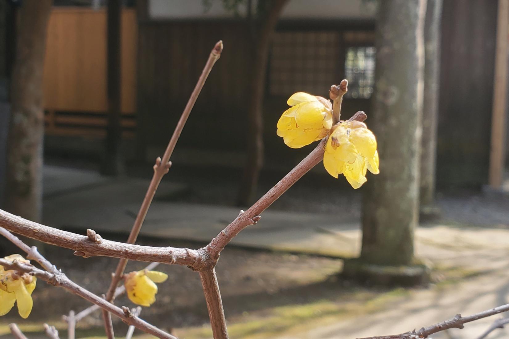 梅の名所です（蝋梅・紅梅・白梅）-1