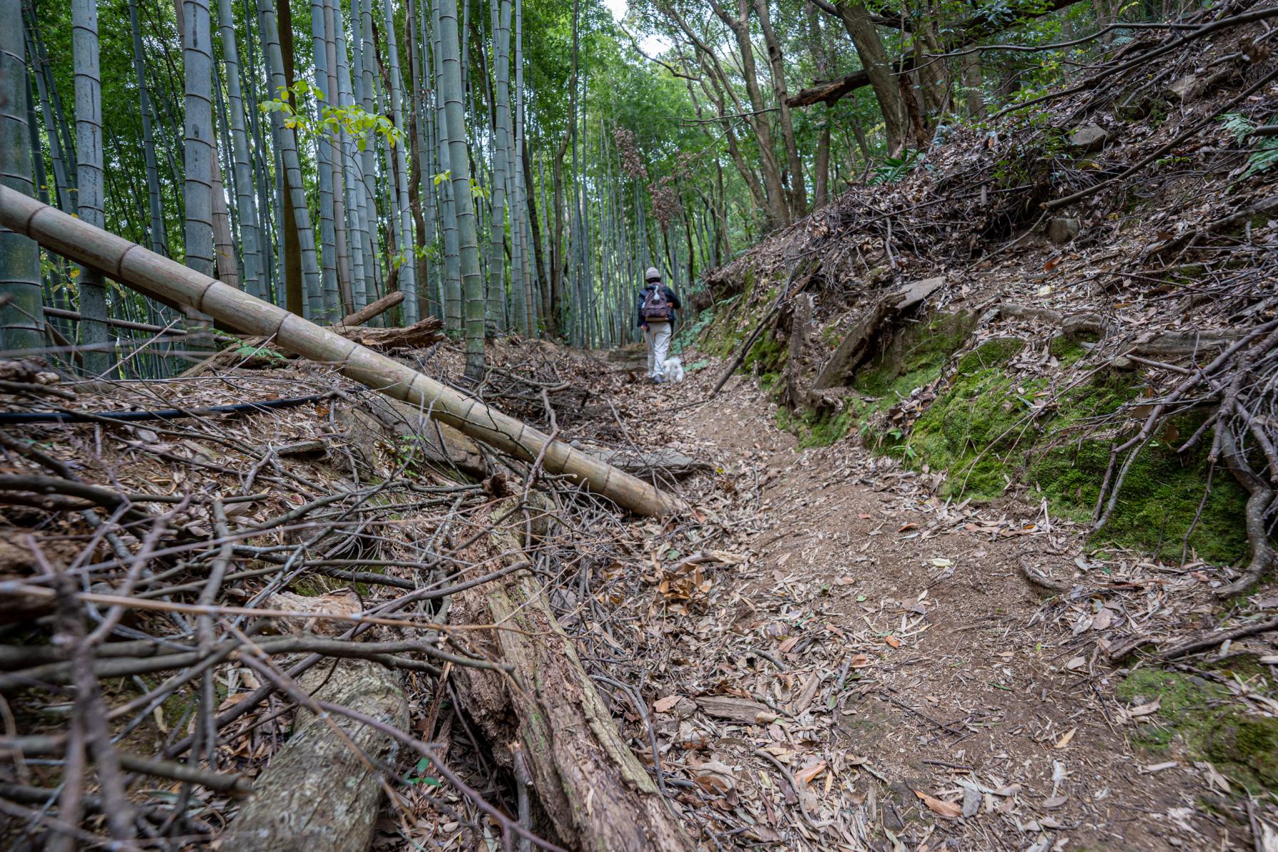 【七高山めぐり２日目】豊前坊（飯森神社）-2