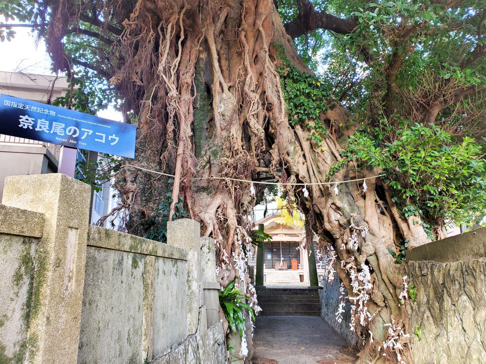 上五島イチのパワースポット！御神木・あこうの樹が鎮座する奈良尾神社-0